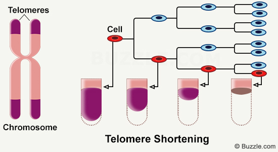 Telomeres